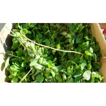 Natural Dry Mint Leaves